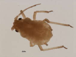 Image of Rhopalosiphum cerasifoliae (Fitch 1855)