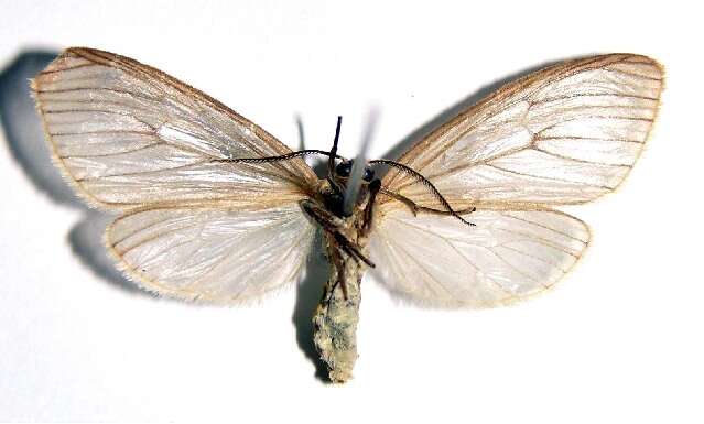 Image of Agaraea minuta (Schaus 1892)