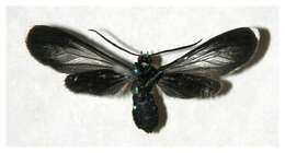 Image of <i>Napata leucotelus</i> Butler 1876