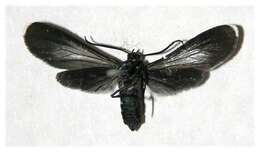 Image of <i>Napata leucotelus</i> Butler 1876