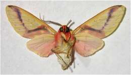 Imagem de Symphlebia ipsea Druce 1884