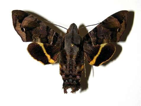 Image of Cuban Sphinx Moth