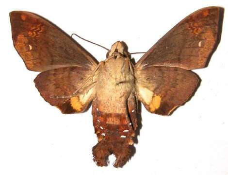 Image of Cuban Sphinx Moth