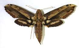 Image de Xylophanes guianensis (Rothschild 1894)