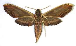 Image de Xylophanes guianensis (Rothschild 1894)