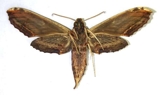 Image of Xylophanes guianensis (Rothschild 1894)