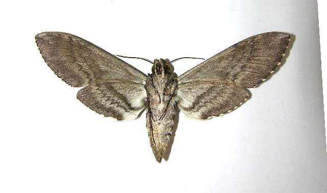 Image of Carolina sphinx