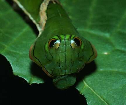 Image de Oxytenis modoccidentalis Brechlin & Käch 2014