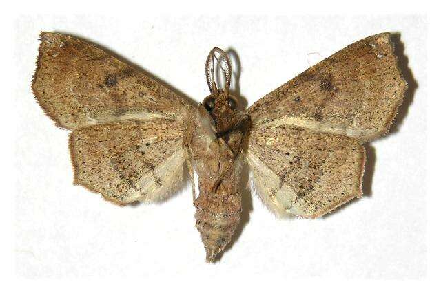 Image of Ephyrodes similis Druce 1890