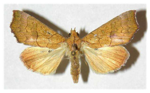 Image of Yellow Scallop Moth