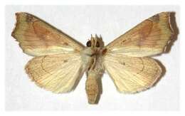 Image of Yellow Scallop Moth