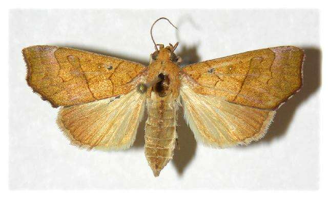 Image of Yellow Scallop Moth