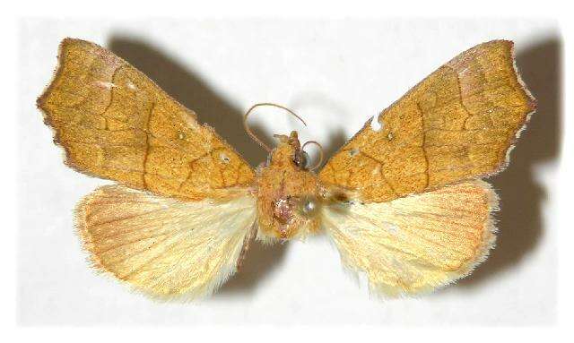 Image of Yellow Scallop Moth