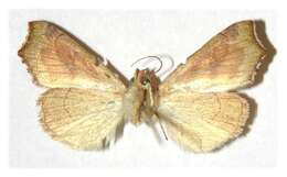 Image of Yellow Scallop Moth