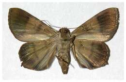 Image of Eulepidotis superior Guenée 1852