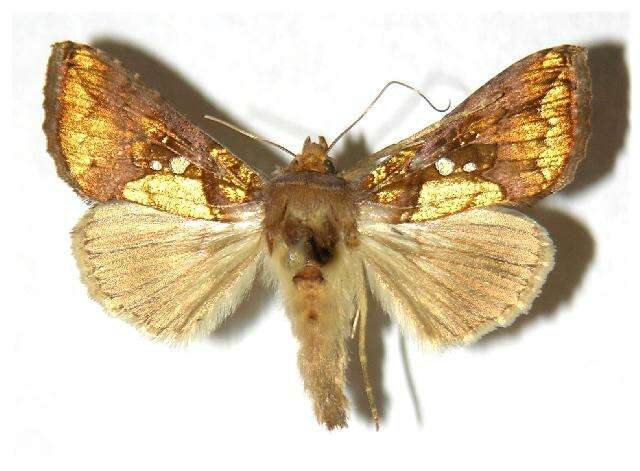 Image de Argyrogramma