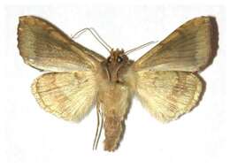 Image de Argyrogramma