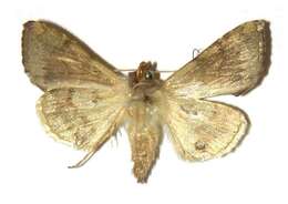 Image de Argyrogramma