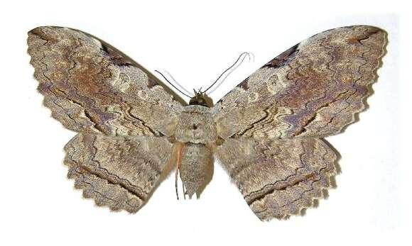 Image of Owl Moth