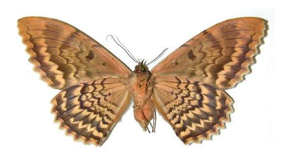 Image of Owl Moth