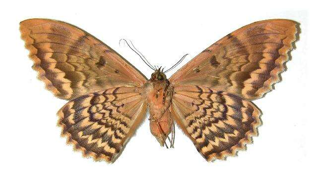 Image of Owl Moth