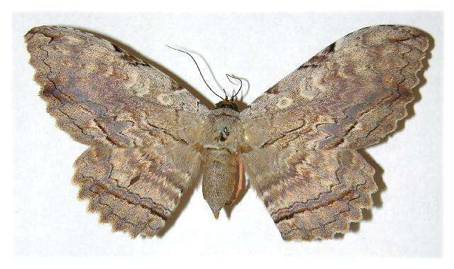 Image of Owl Moth