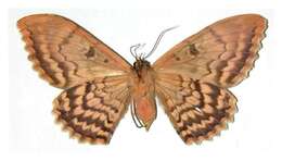 Image of Owl Moth