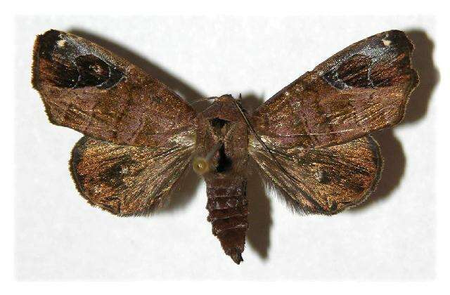 Image of Closteromorpha modesta Butler 1878