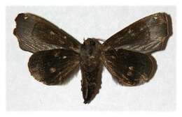 Image of Closteromorpha modesta Butler 1878