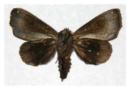 Image of Closteromorpha modesta Butler 1878