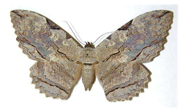 Image of Owl Moth