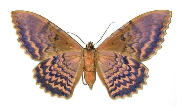 Image of Owl Moth