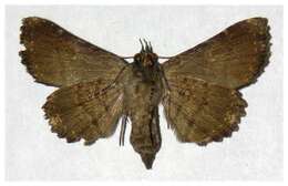 Image of Ypsora selenodes Hampson 1926