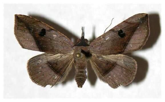 Image of Variable Metallata Moth