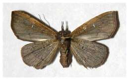 Image of Variable Metallata Moth