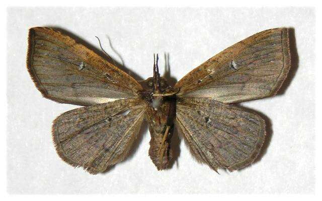 Image of Variable Metallata Moth