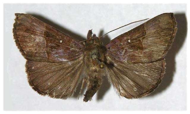 Image of <i>Hypena tithonalis</i>