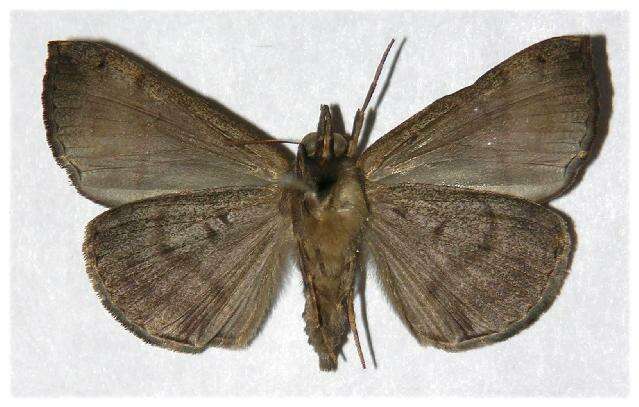 Image of <i>Hypena tithonalis</i>