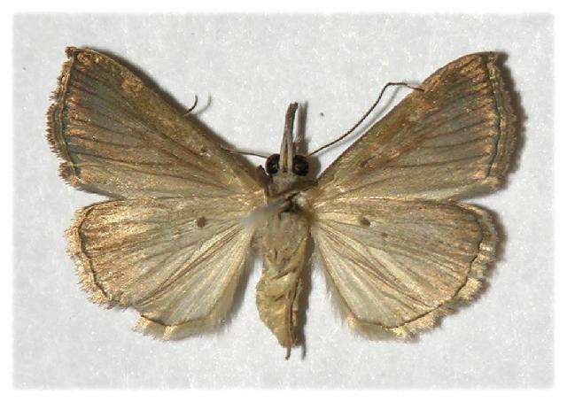 Image of <i>Hypena lividalis</i>