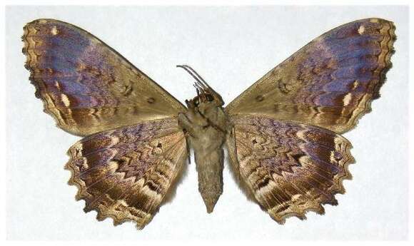 Image of Letis occidua Linnaeus 1758