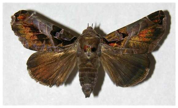 Image of Calyptis semicuprea Walker 1857