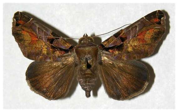 Image of Calyptis semicuprea Walker 1857