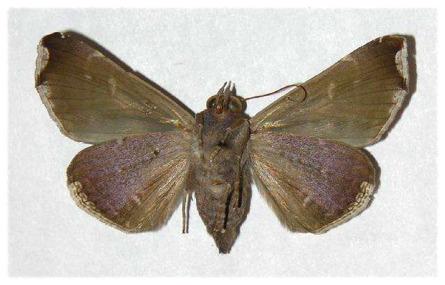 Image of Calyptis semicuprea Walker 1857