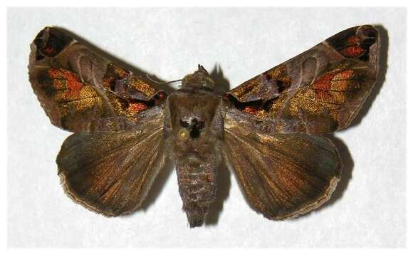 Image of Calyptis semicuprea Walker 1857