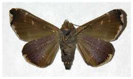 Image of Calyptis semicuprea Walker 1857