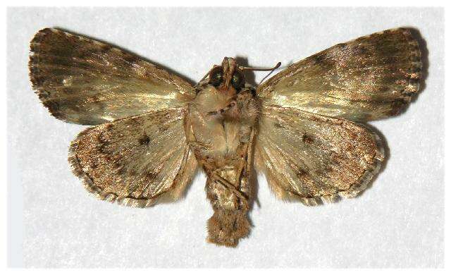 Image of Dypterygiini