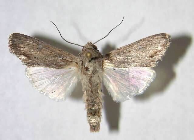 Image of Gray-streaked Armywom Moth