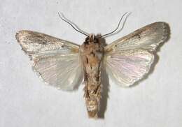 Image of Gray-streaked Armywom Moth