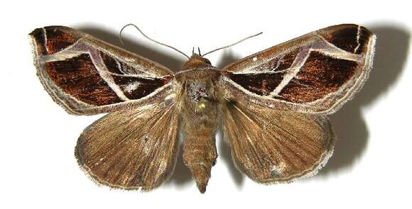 Image of Calyptis