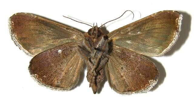 Image of Calyptis